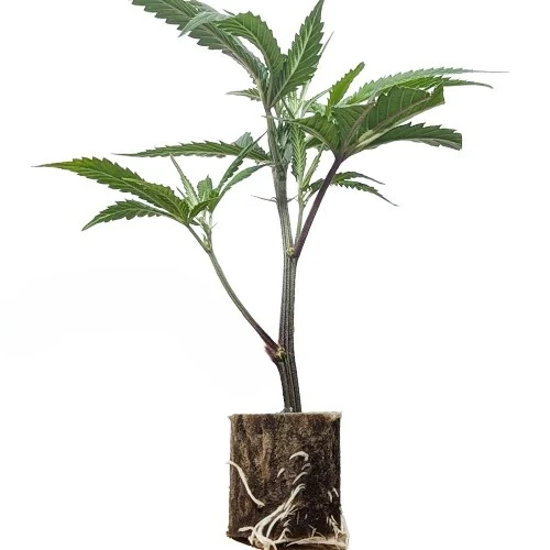 Premium US-Stecklinge kaufen – Cali Genetik & exklusive Cannabis-Klone